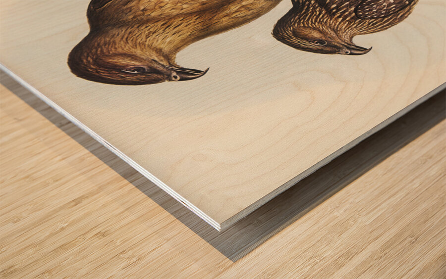 Whistling eagle illustrated by Elizabeth Gould 1804–1841 for John Gould’s 1804-1881 Birds of Australia  Wood print