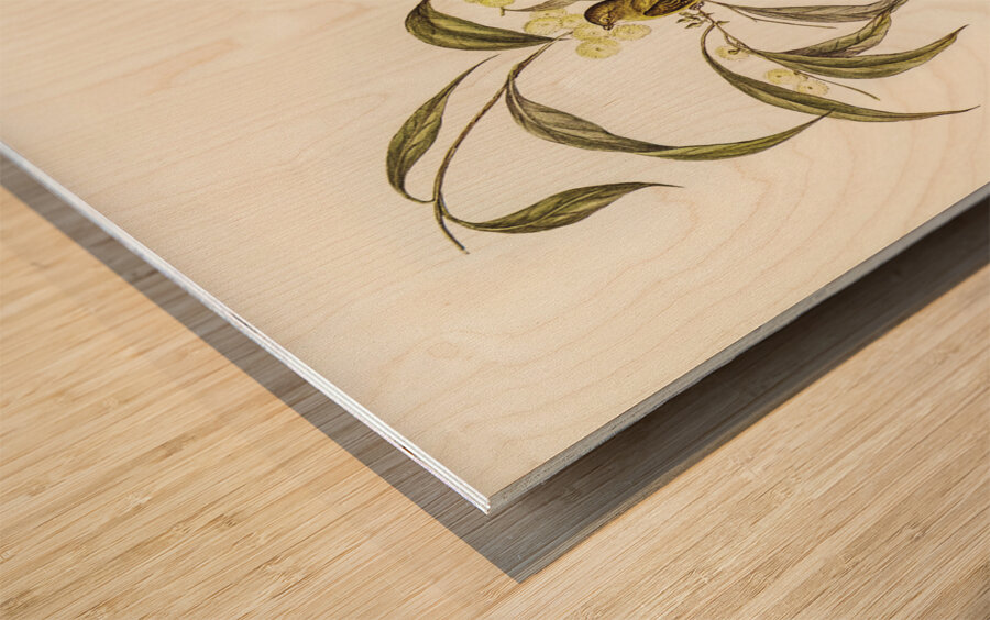 Yellow Weebill Smicrornis flavescens illustrated by Elizabeth Gould 1804–1841 for John Gould’s 1804-1881 Birds of Australia  Wood print