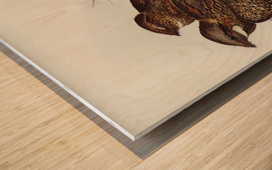 Spotted Goat-sucker Eurostopodus guttatus illustrated by Elizabeth Gould 1804–1841 for John Gould’s 1804-1881 Birds of Australia  Wood print