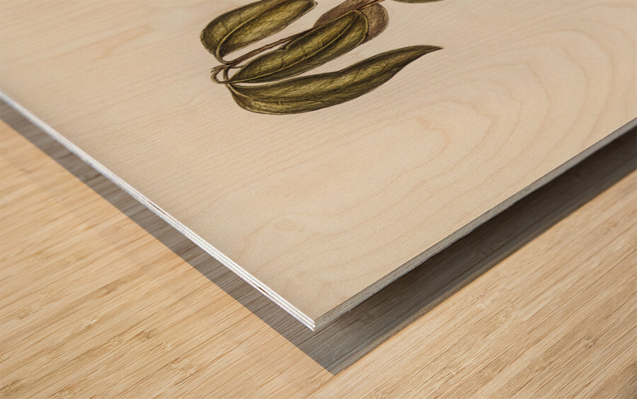 Yellow-bellied flycatcher Microeca flavigaster illustrated by Elizabeth Gould 1804–1841 for John Gould’s 1804-1881 Birds of Australia  Wood print