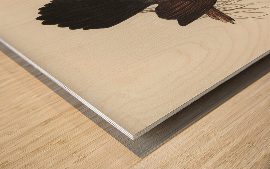 Grey Struthidea Struthidea cinerea illustrated by Elizabeth Gould 1804–1841 for John Gould’s 1804-1881 Birds of Australia  Wood print