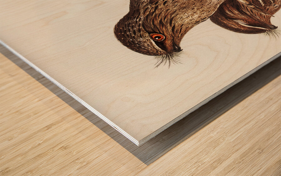 Black-Breasted Buzzard Buteo melanosternon illustrated by Elizabeth Gould 1804–1841 for John Gould’s 1804-1881 Birds of Australia  Wood print