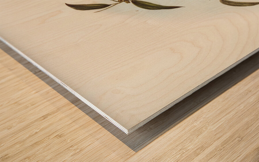 Olivaceous Pachycephala Pachycephala olivacea Vig&Horsf illustrated by Elizabeth Gould 1804–1841 for John Gould’s 1804-1881 Birds of Australia  Wood print