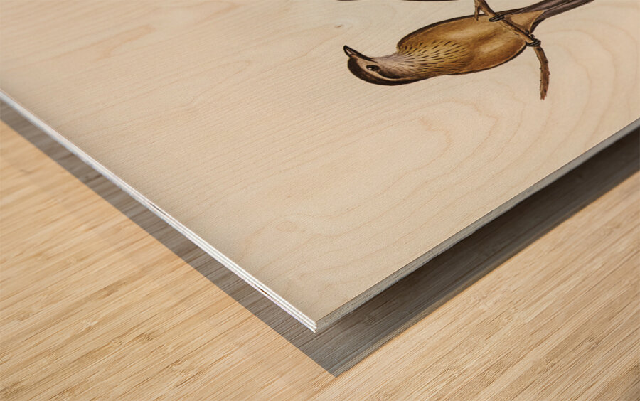 Little Colluricincla Colluricincla parvula illustrated by Elizabeth Gould 1804–1841 for John Gould’s 1804-1881 Birds of Australia  Wood print