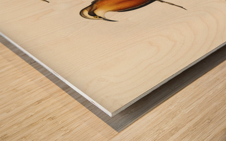 Red-breasted Pomatorhinus Pomatorhinus rubeculus illustrated by Elizabeth Gould 1804–1841 for John Gould’s 1804-1881 Birds of Australia  Impression sur bois