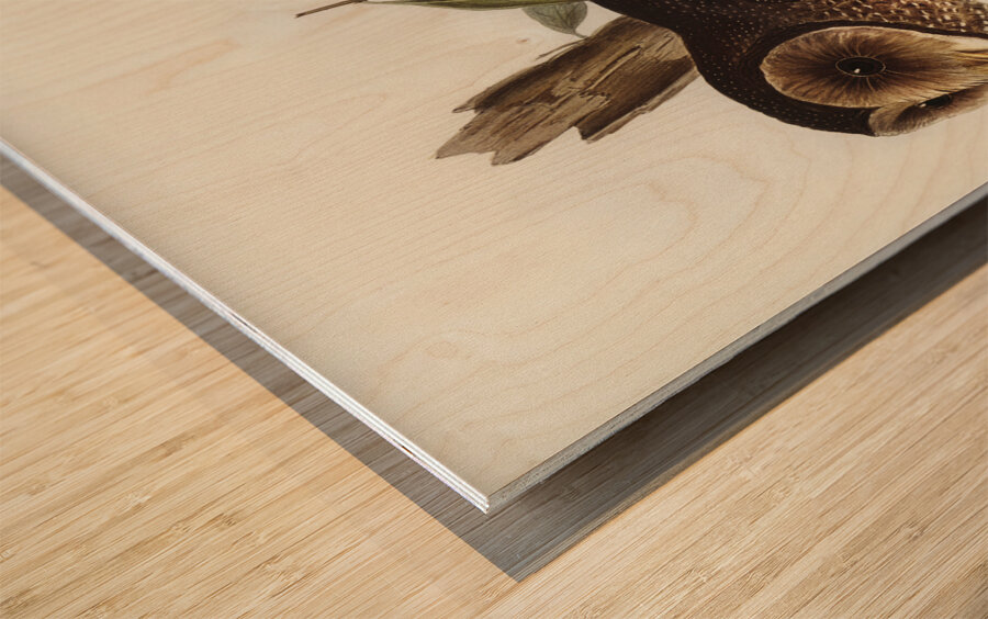 Sooty Owl Strix tenebricosus Gould illustrated by Elizabeth Gould 1804–1841 for John Gould’s 1804-1881 Birds of Australia  Wood print