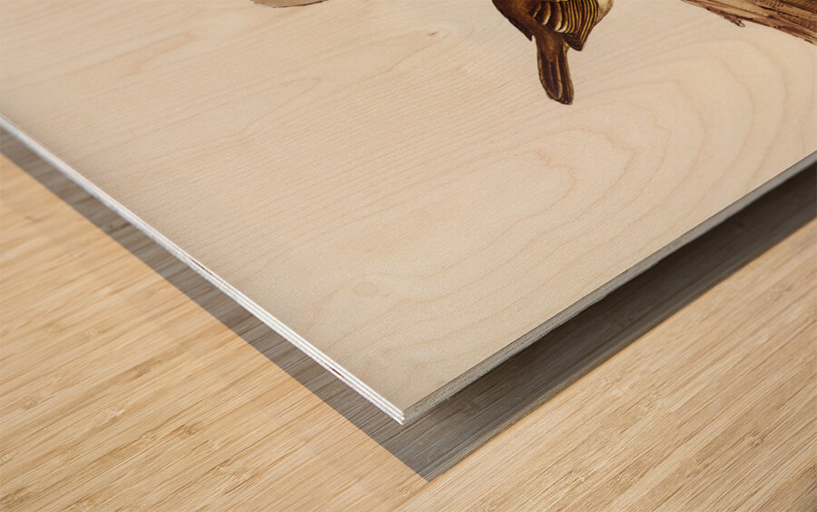 White-bellied Shrike-Tit Falcunculus leucogaster illustrated by Elizabeth Gould 1804–1841 for John Gould’s 1804-1881 Birds of Australia  Wood print