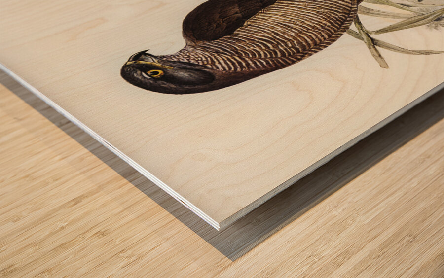 Australian Goshawk Astur approximans illustrated by Elizabeth Gould 1804–1841 for John Gould’s 1804-1881 Birds of Australia  Wood print