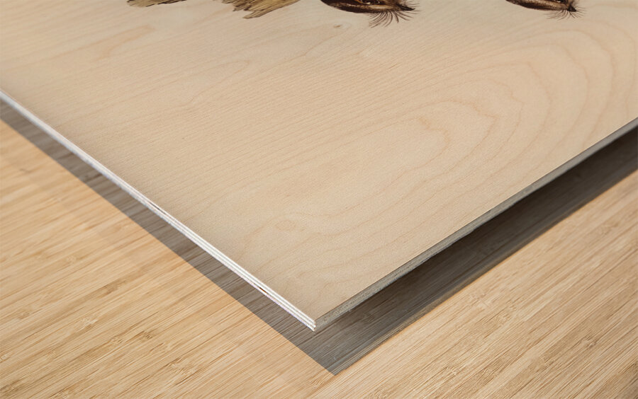 White-bellied Owlet Nightjar Aegotheles leucogaster Gould illustrated by Elizabeth Gould 1804–1841 for John Gould’s 1804-1881 Birds of Australia  Wood print