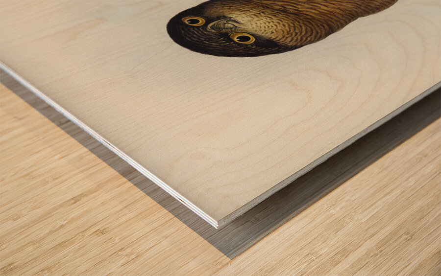 Rufous Owl Athene rufa illustrated by Elizabeth Gould 1804–1841 for John Gould’s 1804-1881 Birds of Australia  Wood print