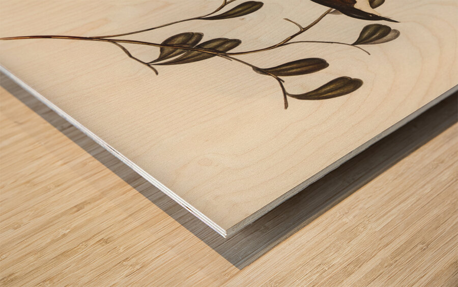 Grey-tailed Pachycephala Pachycephala glaucura illustrated by Elizabeth Gould 1804–1841 for John Gould’s 1804-1881 Birds of Australia  Wood print