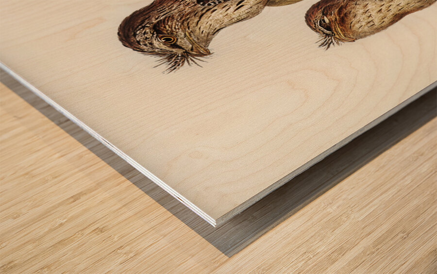 Podargus Phalaenoides and Moth-plumaged Podargus Gould Iillustrated by Elizabeth Gould 1804–1841 for John Gould’s 1804-1881 Birds of Australia  Wood print