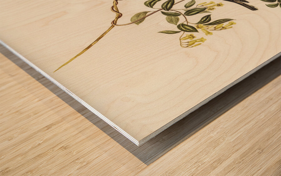 Rose-breasted Wood-robin Erythrodryas rosea illustrated by Elizabeth Gould 1804–1841 for John Gould’s 1804-1881 Birds of Australia  Wood print