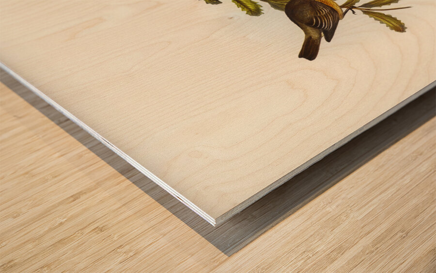 Lunated Pachycephala Pachycephala falcata illustrated by Elizabeth Gould 1804–1841 for John Gould’s 1804-1881 Birds of Australia  Wood print