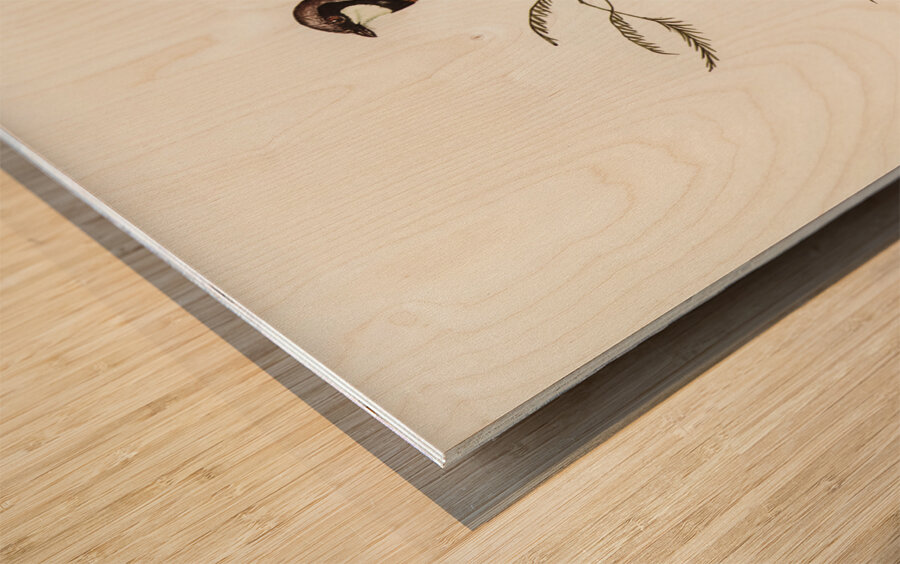 Banded Thickhead Pachycephala pectoralis illustrated by Elizabeth Gould 1804–1841 for John Gould’s 1804-1881 Birds of Australia  Wood print