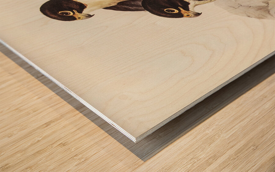 Black-cheeked Falcon Falco melanogenys illustrated by Elizabeth Gould 1804–1841 for John Gould’s 1804-1881 Birds of Australia  Wood print