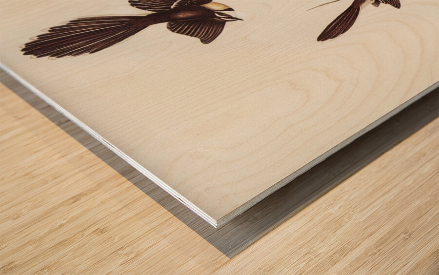 White-shafted Fantail Rhipidura albiscapa illustrated by Elizabeth Gould 1804–1841 for John Gould’s 1804-1881 Birds of Australia  Wood print