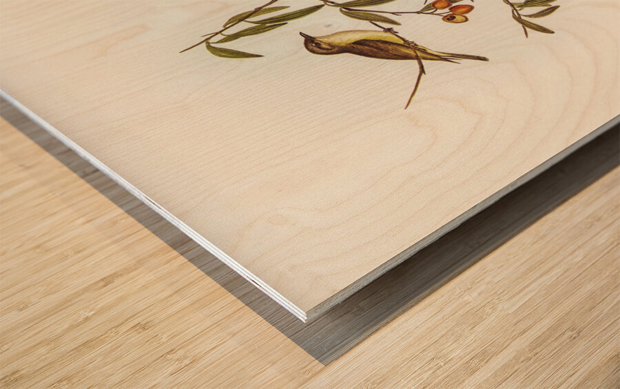 Green-backed Gerygone Gerygone chloronotus illustrated by Elizabeth Gould 1804–1841 for John Gould’s 1804-1881 Birds of Australia  Wood print