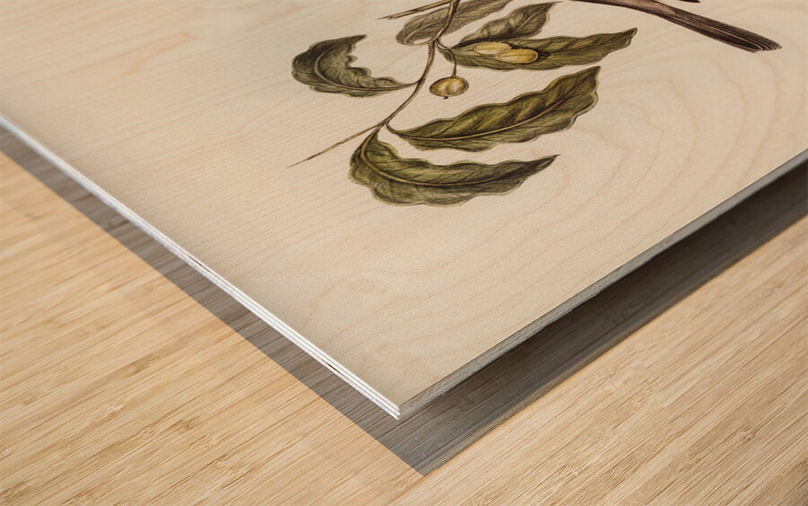 Harmonious Colluricincla Colluricincla harmonica illustrated by Elizabeth Gould 1804–1841 for John Gould’s 1804-1881 Birds of Australia  Wood print