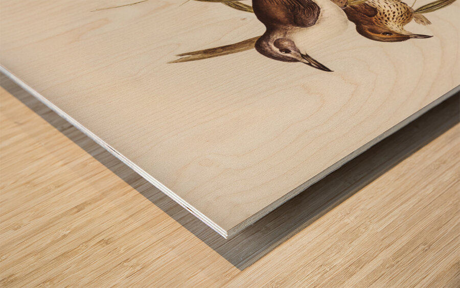 Selby’s Colluricincla Colluricincla Selbii illustrated by Elizabeth Gould 1804–1841 for John Gould’s 1804-1881 Birds of Australia  Impression sur bois