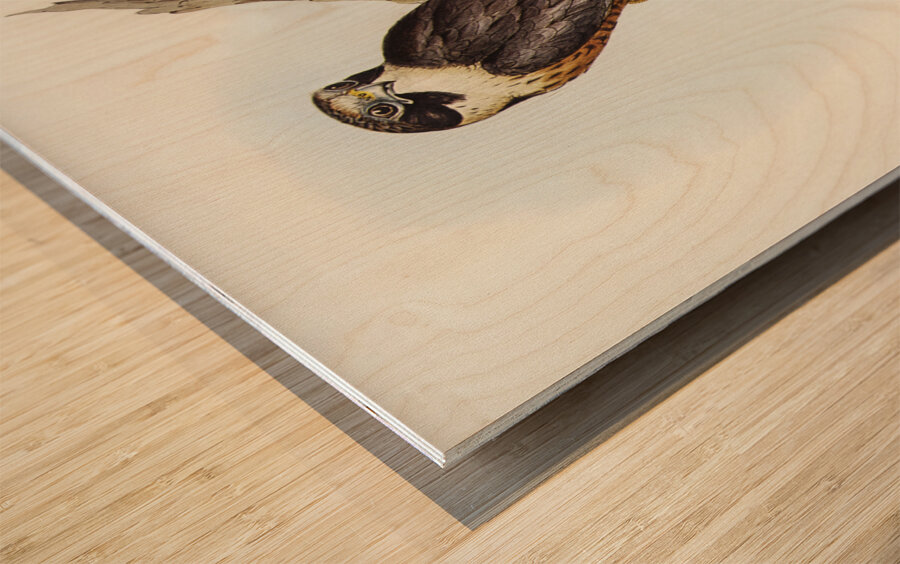 Falcon illustrated by Elizabeth Gould 1804–1841 for John Gould’s 1804-1881 Birds of Australia  Wood print