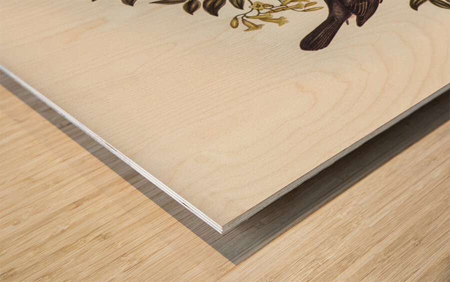 Broad-billed Flycatcher Myiagra latirostris illustrated by Elizabeth Gould 1804–1841 for John Gould’s 1804-1881 Birds of Australia  Wood print