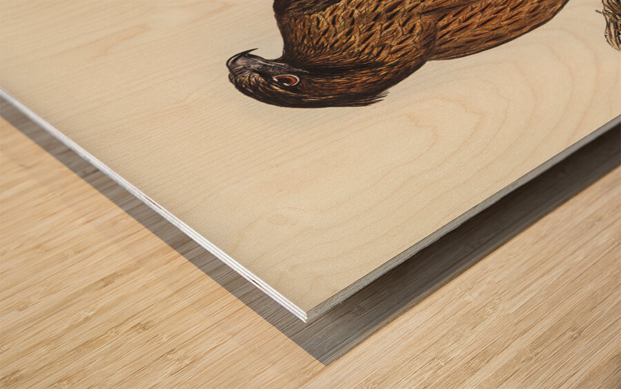 Little Australian Eagle Aquila Morphnoides illustrated by Elizabeth Gould 1804–1841 for John Gould’s 1804-1881 Birds of Australia  Wood print