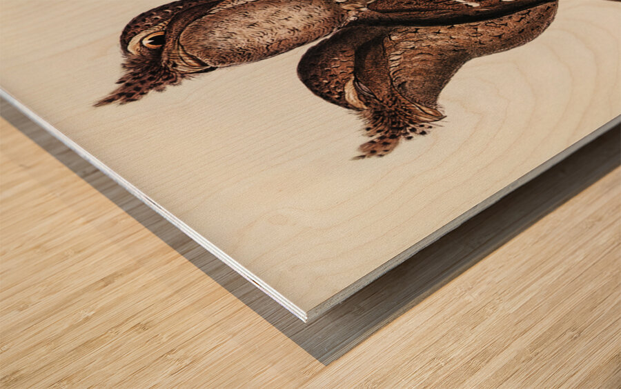 Plumed Podargus Podargus plumiferus illustrated by Elizabeth Gould 1804–1841 for John Gould’s 1804-1881 Birds of Australia  Wood print