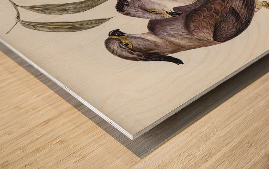 Crested Hawk Lepidogenys subcristatus illustrated by Elizabeth Gould 1804–1841 for John Gould’s 1804-1881 Birds of Australia  Wood print