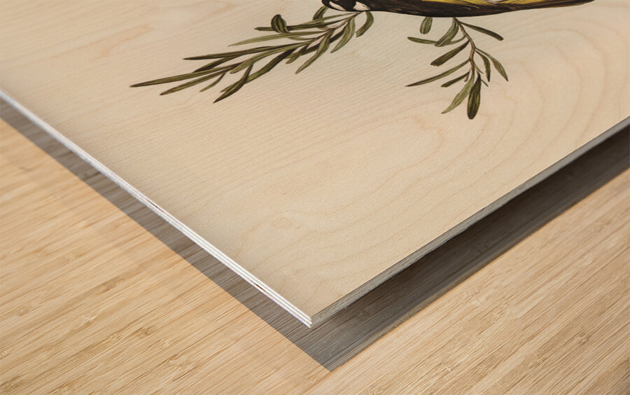 New Holland Honey-eaterillustrated by Elizabeth Gould 1804–1841 for John Gould’s 1804-1881 Birds of Australia  Wood print