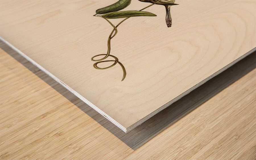 Banded Wren Alurus splendens illustrated by Elizabeth Gould 1804–1841 for John Gould’s 1804-1881 Birds of Australia  Wood print