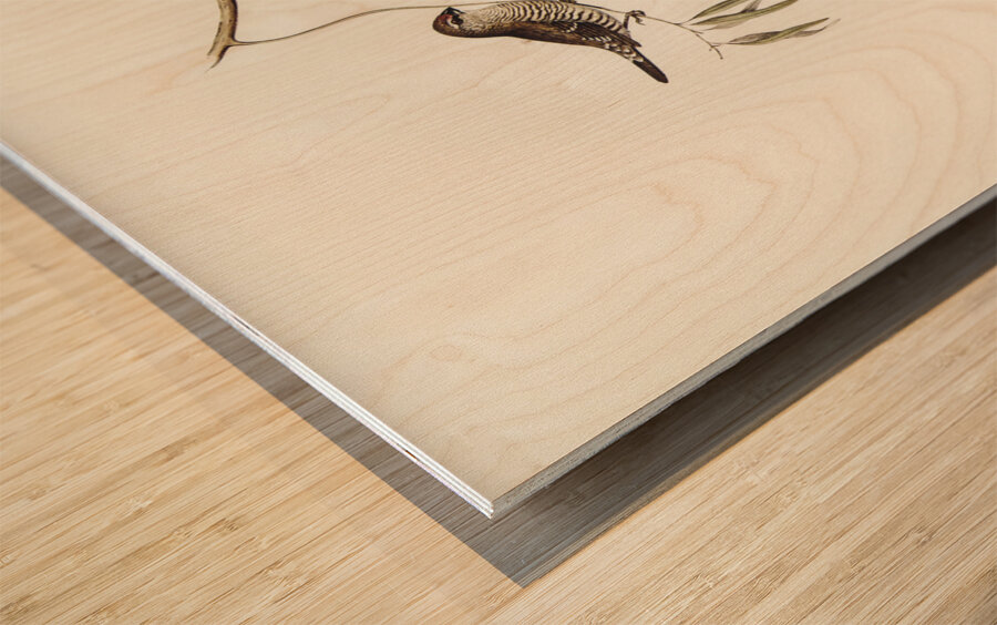 Plain-coloured Finch Amadina modesta illustrated by Elizabeth Gould 1804–1841 for John Gould’s 1804-1881 Birds of Australia  Wood print