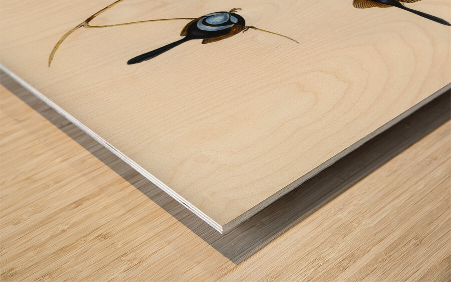 Blue Wren Malurus cyaneus illustrated by Elizabeth Gould 1804–1841 for John Gould’s 1804-1881 Birds of Australia  Wood print