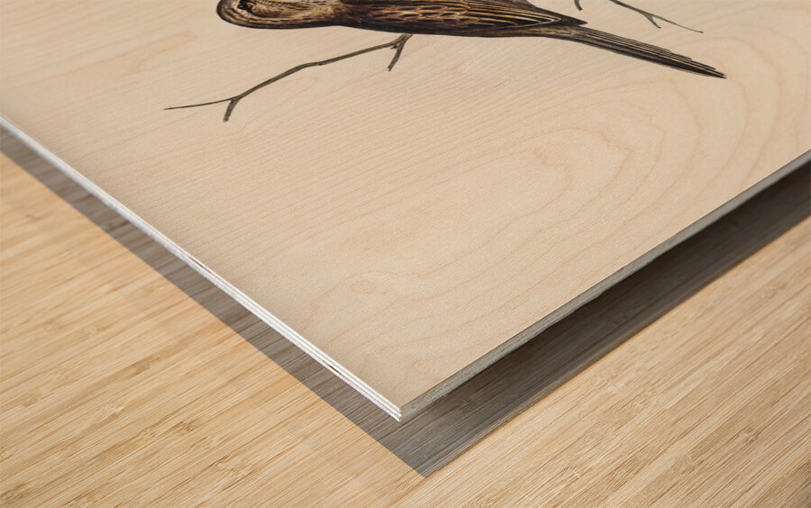 Black-breasted Songlark Cincloramphus cantillans illustrated by Elizabeth Gould 1804–1841 for John Gould’s 1804-1881 Birds of Australia  Wood print