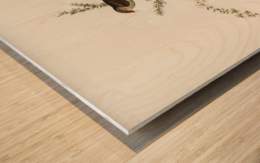 Red-eyebrowed Finch Estrelda temporalis  illustrated by Elizabeth Gould 1804–1841 for John Gould’s 1804-1881 Birds of Australia  Wood print