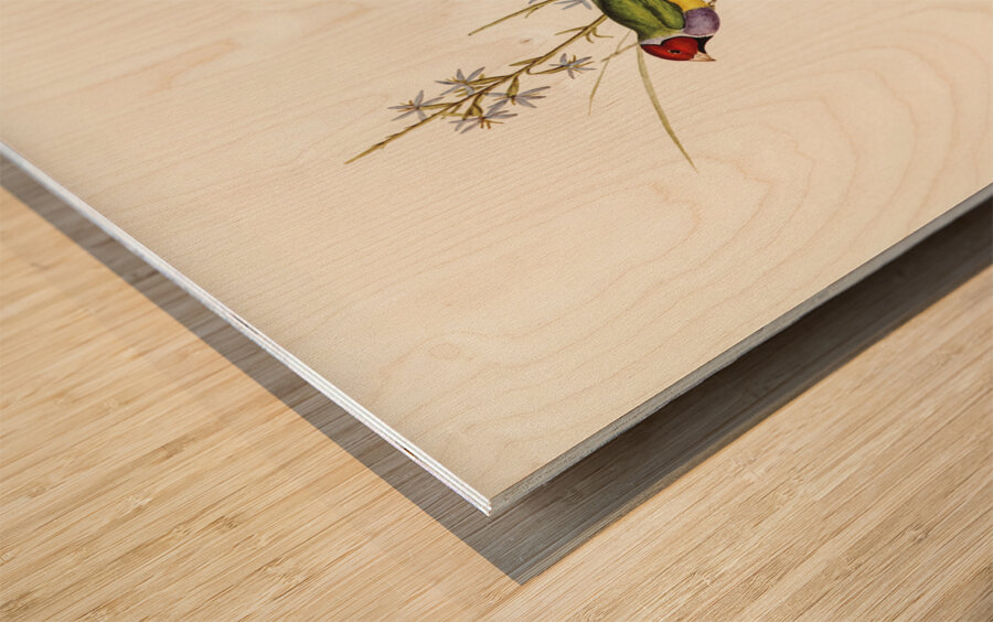 Beautiful Grass Finch Poephila mirabilis Homb&Jacq illustrated by Elizabeth Gould 1804–1841 for John Gould’s 1804-1881 Birds of Australia  Wood print