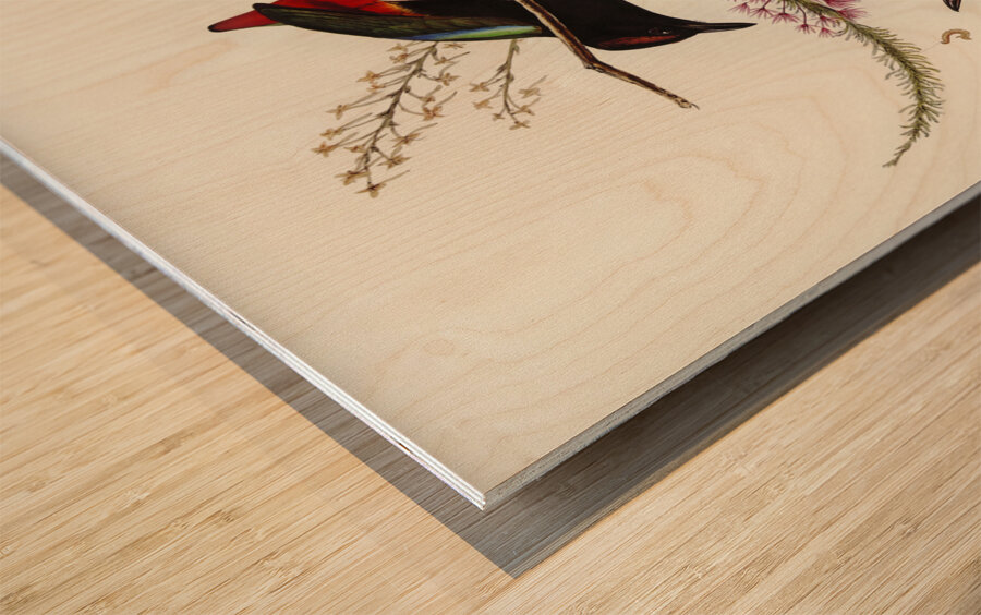 Rainbow Pitta Pitta Iris illustrated by Elizabeth Gould 1804–1841 for John Gould’s 1804-1881 Birds of Australia  Wood print