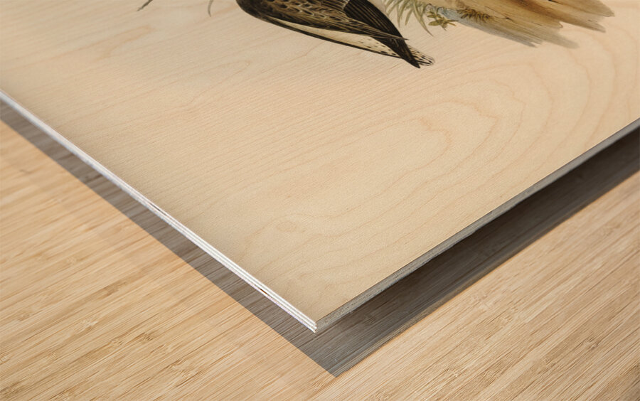 Marsh Sandpiper Totanus stagnatilis illustrated by Elizabeth Gould 1804–1841 for John Gould’s 1804-1881 Birds of Australia  Wood print