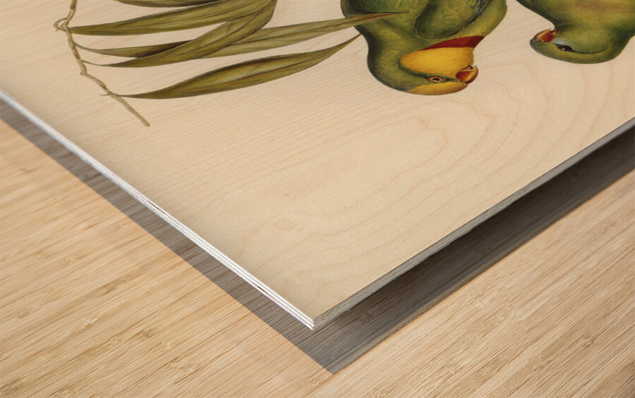 Black-tailed Parakeet Polytelis melanura illustrated by Elizabeth Gould 1804–1841 for John Gould’s 1804-1881 Birds of Australia  Impression sur bois