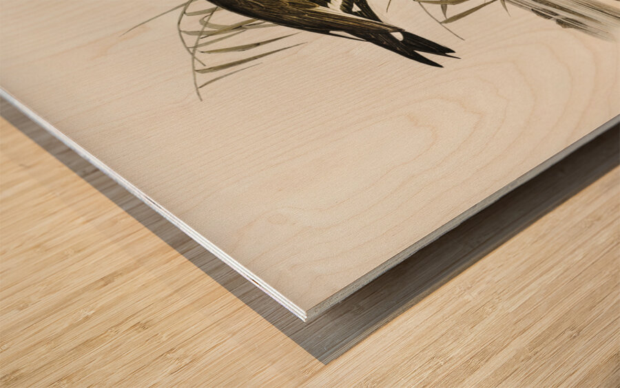 Black-tailed Godwit Limosa Melanuroides illustrated by Elizabeth Gould 1804–1841 for John Gould’s 1804-1881 Birds of Australia  Wood print