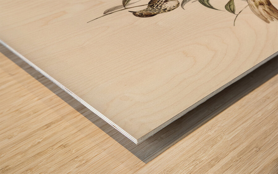 Little chthonicola chthonicola minima illustrated by Elizabeth Gould 1804–1841 for John Gould’s 1804-1881 Birds of Australia  Wood print