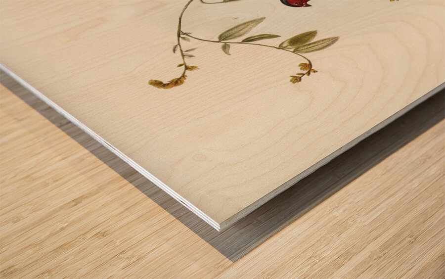 Crimson Finch Estrelda Phaeton illustrated by Elizabeth Gould 1804–1841 for John Gould’s 1804-1881 Birds of Australia  Wood print