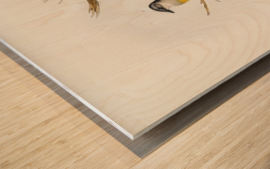 Grey-breasted Robin Eopsaltria griseogularis illustrated by Elizabeth Gould 1804–1841 for John Gould’s 1804-1881 Birds of Australia  Wood print