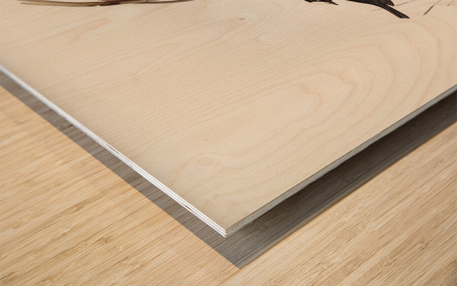 Norfolk Island Robin Petroica erythrogastra illustrated by Elizabeth Gould 1804–1841 for John Gould’s 1804-1881 Birds of Australia  Wood print