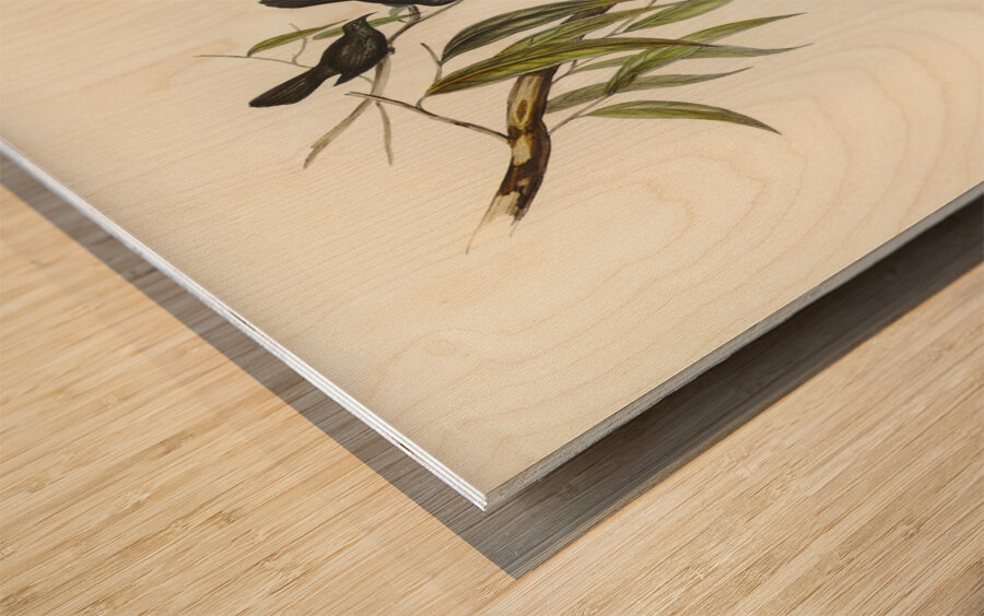 White-winged Chough Corcorax leucopterus illustrated by Elizabeth Gould 1804–1841 for John Gould’s 1804-1881 Birds of Australia  Wood print