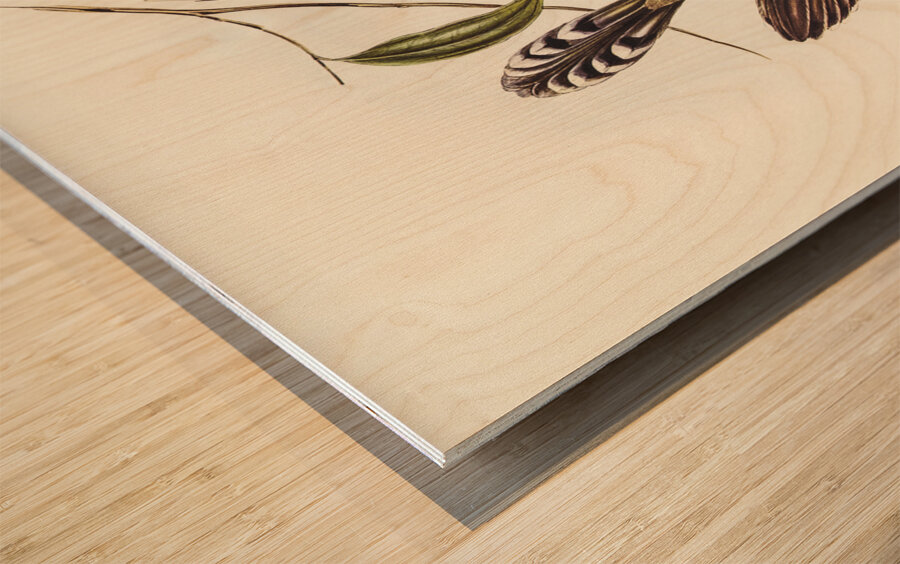 Black-throated Psophodes Psophodes nigrogularis illustrated by Elizabeth Gould 1804–1841 for John Gould’s 1804-1881 Birds of Australia  Wood print