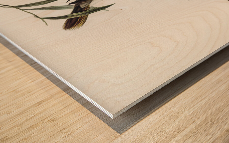 Black-throated Psophodes Psophodes nigrogularis illustrated by Elizabeth Gould 1804–1841 for John Gould’s 1804-1881 Birds of Australia  Wood print