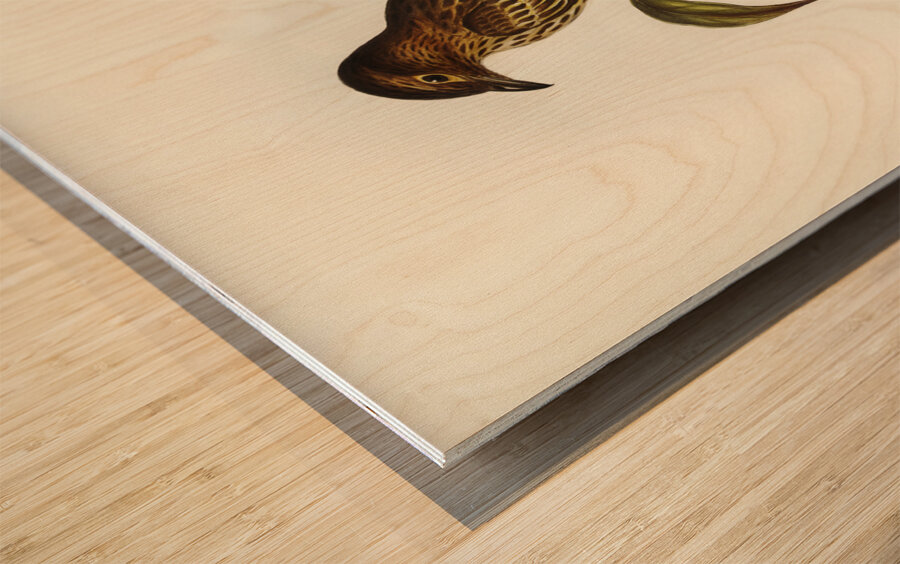 Australian Sphecotheres Sphecotheres Australis illustrated by Elizabeth Gould 1804–1841 for John Gould’s 1804-1881 Birds of Australia  Wood print