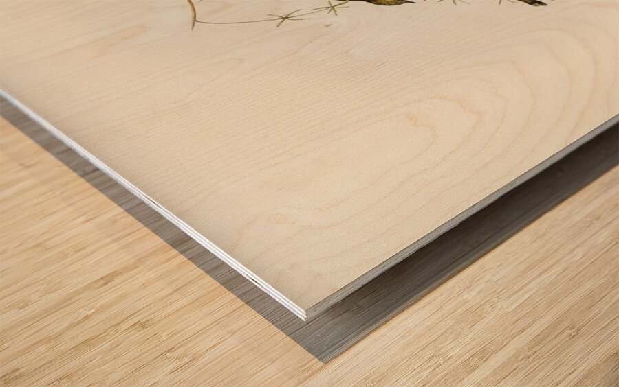 Australian Sphecotheres Sphecotheres Australis illustrated by Elizabeth Gould 1804–1841 for John Gould’s 1804-1881 Birds of Australia  Wood print