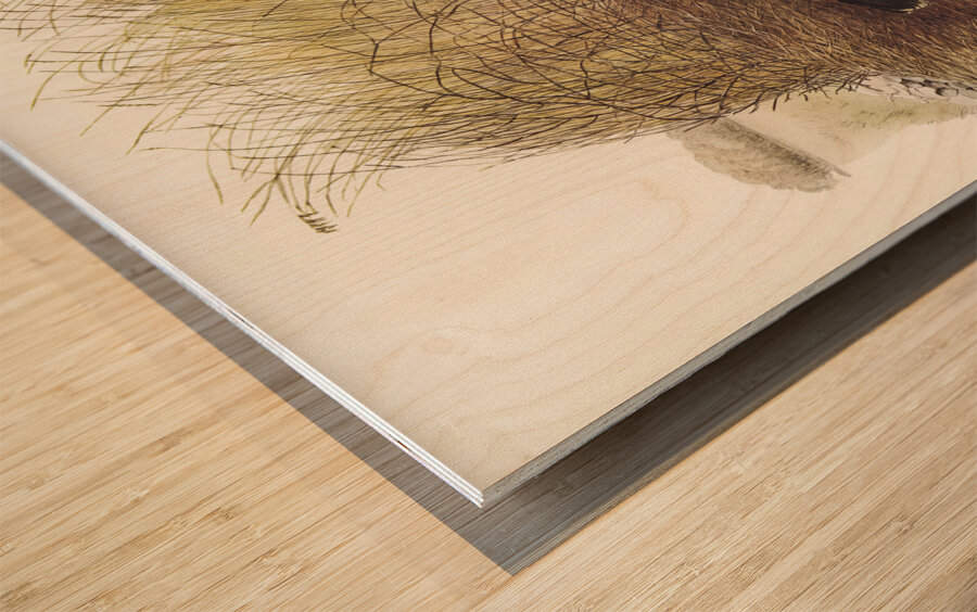 Spotted Bower Bird Chlamydera maculata illustrated by Elizabeth Gould 1804–1841 for John Gould’s 1804-1881 Birds of Australia  Wood print